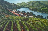 Euro Routes VI: Vineyards (Austria) Etching
