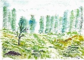 101 Forest Edge Watercolor