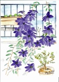 mesart 251 Clematis on back porch Watercolor