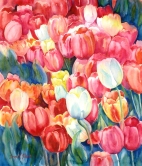 Tulips Watercolor