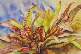 Bromeliads Watercolor