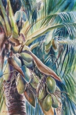 Coconuts Watercolor