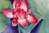 Pink Lotus Watercolor