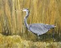 Margaret W. Fago's Great Blue Heron in the Grass