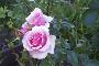 N. A. Diaman's Pink Rose