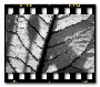 Randy Kochis's BW abstract leaf