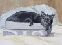 Margaret W. Fago's Cat in the Box