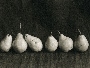 Anne Gomes's Six Pears