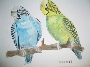 Nami O'Donnell's Parakeets
