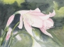 Margaret W. Fago's Pink Lily
