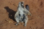 Jane Rades's Madagascar, Lemur