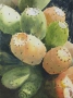 Margaret W. Fago's cactus fruit
