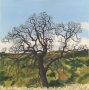 Lorraine Capparell's Oak Meadow